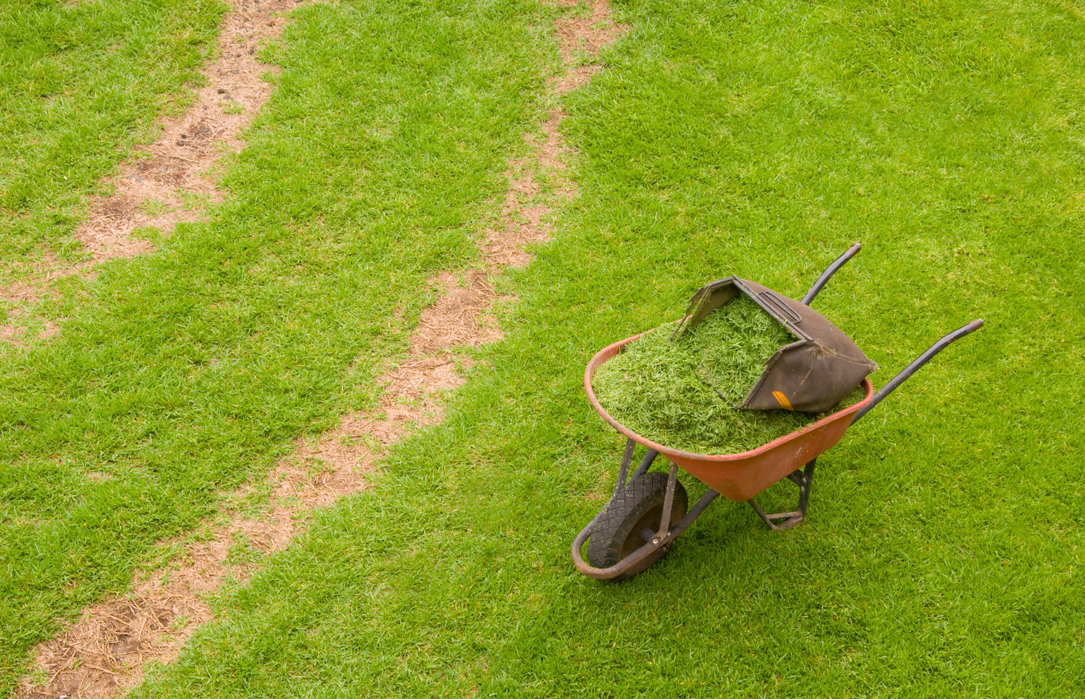 green grass