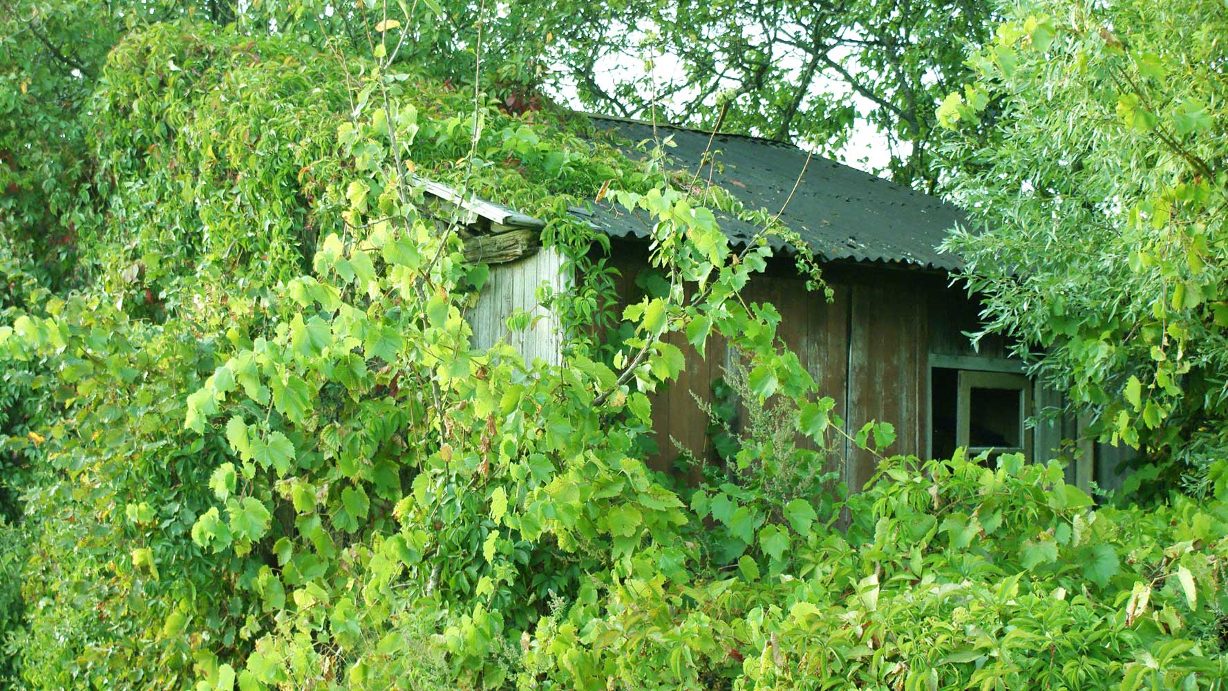 A Very Green House