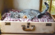 Kitty Bed Suitcase