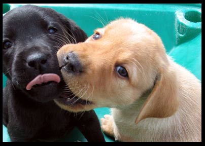 puppies
