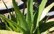 aloevera