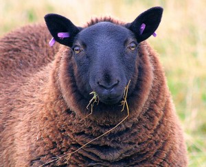 sheep