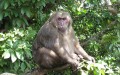 fatmonkey