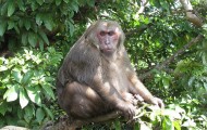 fatmonkey