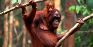 orang