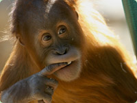 orang2