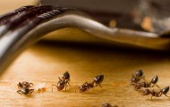 ants
