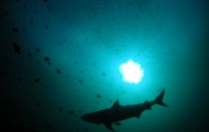 maldives-shark