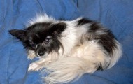 Millie