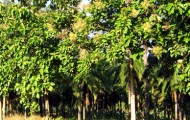 teak-trees