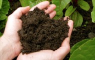 compost feature