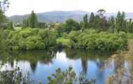 tassie