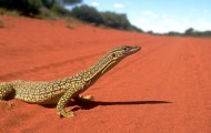 WA-lizard