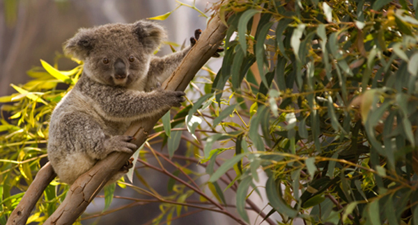 koala1