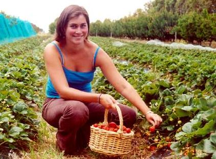sorell_fruit_farm