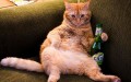 beercat