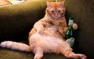 beercat