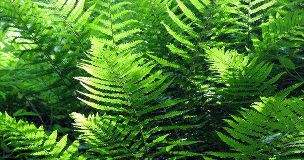house fern