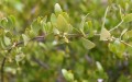 jojoba-oil