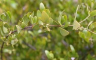 jojoba-oil