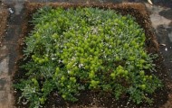 Succulent Lawn