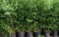 bamboo-pots-feature