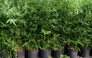 bamboo-pots-feature
