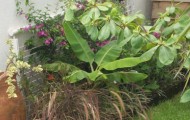 Banana Leaves