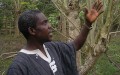 moringa