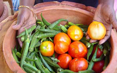 In a zeer pot, vegetables are protected from the heat. Tomatoes and carrots can last up to twenty days while okra will last for seventeen days. (Photo credit: Practical Action)