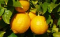 lemons-feature
