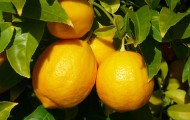 lemons-feature