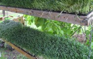 microgreens