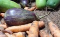 organicfood