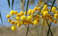 wattle