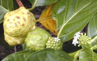 noni