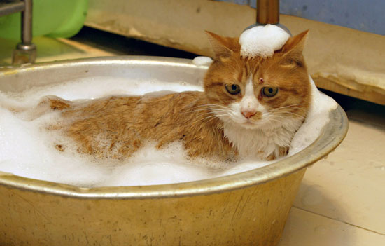 cat-bath
