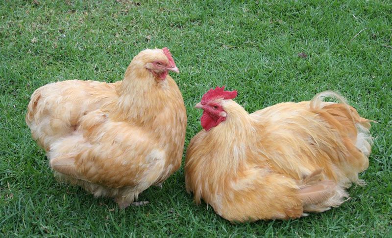 chickens