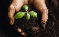 organic-compost