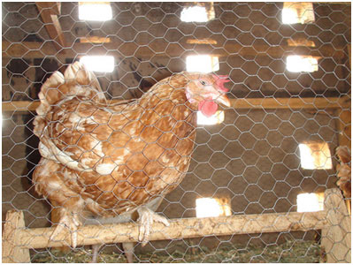 CHICKEN