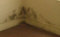 mould