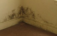 mould