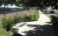 shade-trees-feature