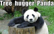 treehugger-feature