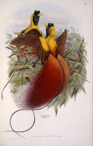 Bird of Paradise