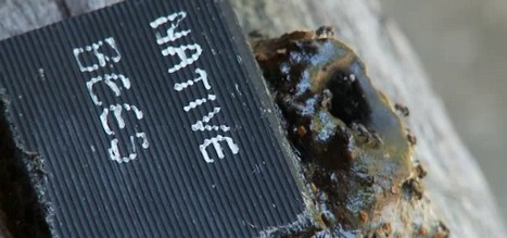 native-australian-stingless-bees