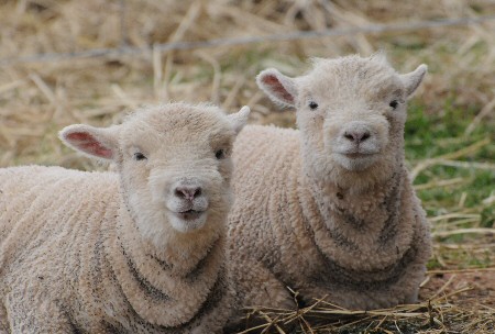 Merino Lambs