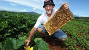 bees-qld