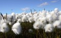 organic-cotton