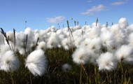organic-cotton